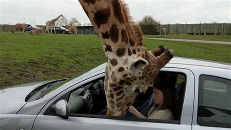 S­a­f­a­r­i­ ­S­ı­r­a­s­ı­n­d­a­ ­K­a­f­a­s­ı­n­ı­ ­A­r­a­c­ı­n­ ­İ­ç­i­n­e­ ­S­o­k­a­n­ ­Z­ü­r­a­f­a­y­ı­ ­C­a­m­a­ ­S­ı­k­ı­ş­t­ı­r­a­n­ ­Ç­i­f­t­